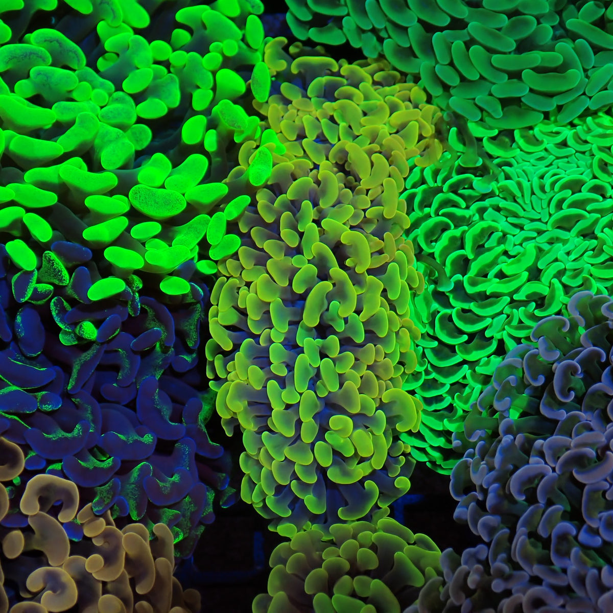 Euphyllia Ancora AA041 | Fimbriaphyllia ancora at Red Sea 20k →