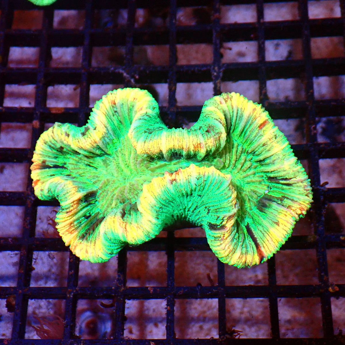 Trachyphyllia (Open Brain) AA017 | Trachyphyllia geoffroyi — Red Sea 15K