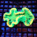 Trachyphyllia (Open Brain) AA017 | Trachyphyllia geoffroyi — Red Sea 20K LED