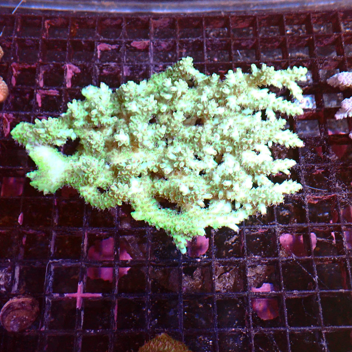 Acropora (SPS) AA042 | Acropora sp. at ← Red Sea 15k
