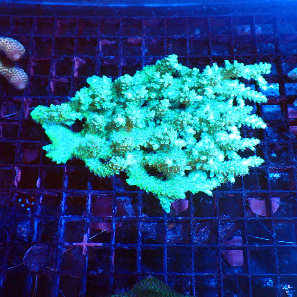 Acropora (SPS) AA042 | Acropora sp. - Red Sea 20K LED
