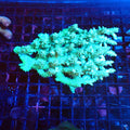 Acropora (SPS) AA042 | Acropora sp. - Red Sea 20K LED