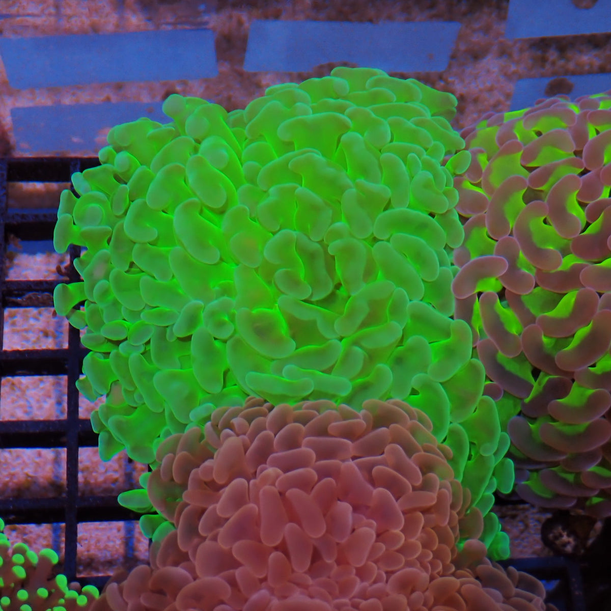 Euphyllia Ancora AA042 | Fimbriaphyllia ancora - Red Sea 15K