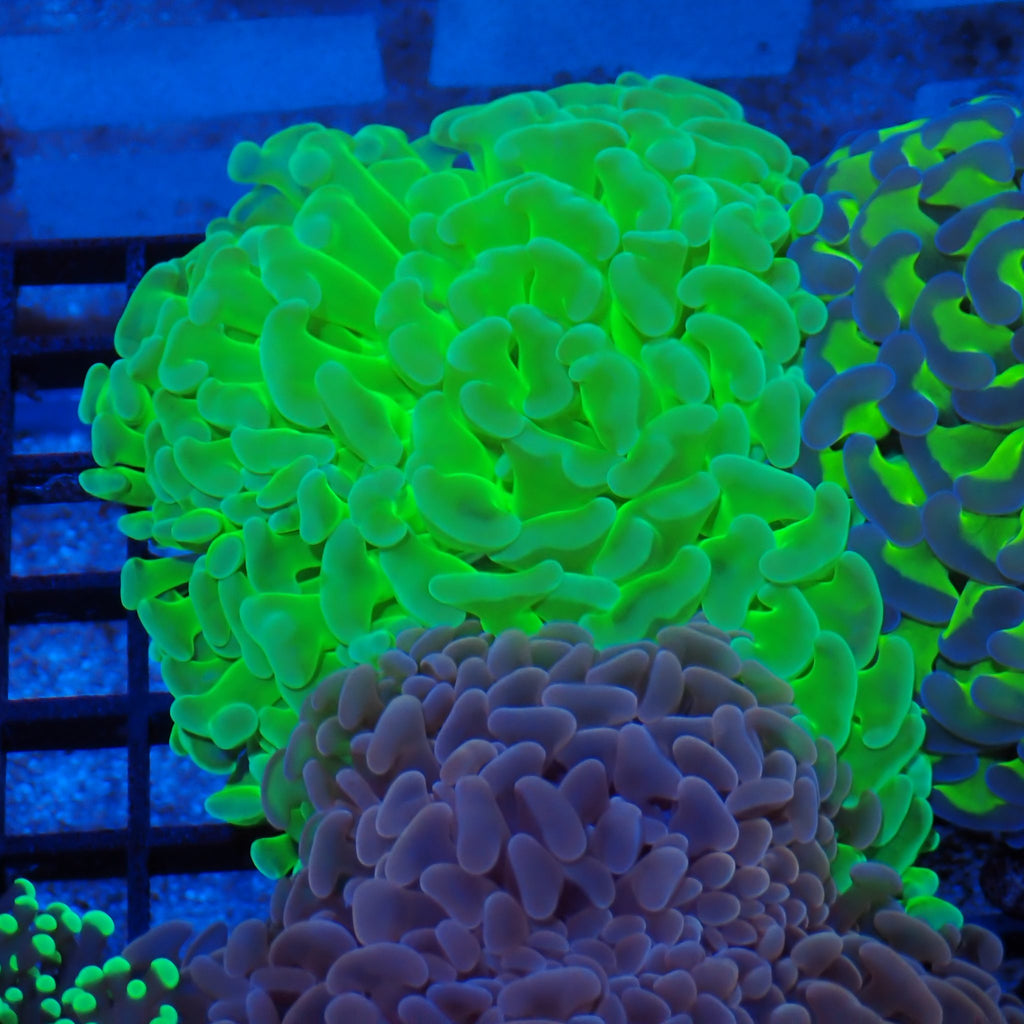 Euphyllia Ancora AA042 | Fimbriaphyllia ancora - Red Sea 20K LED