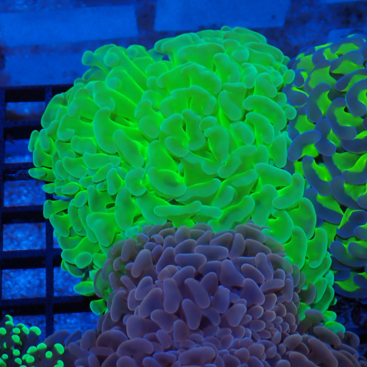 Euphyllia Ancora AA042 | Fimbriaphyllia ancora - Red Sea 20K LED