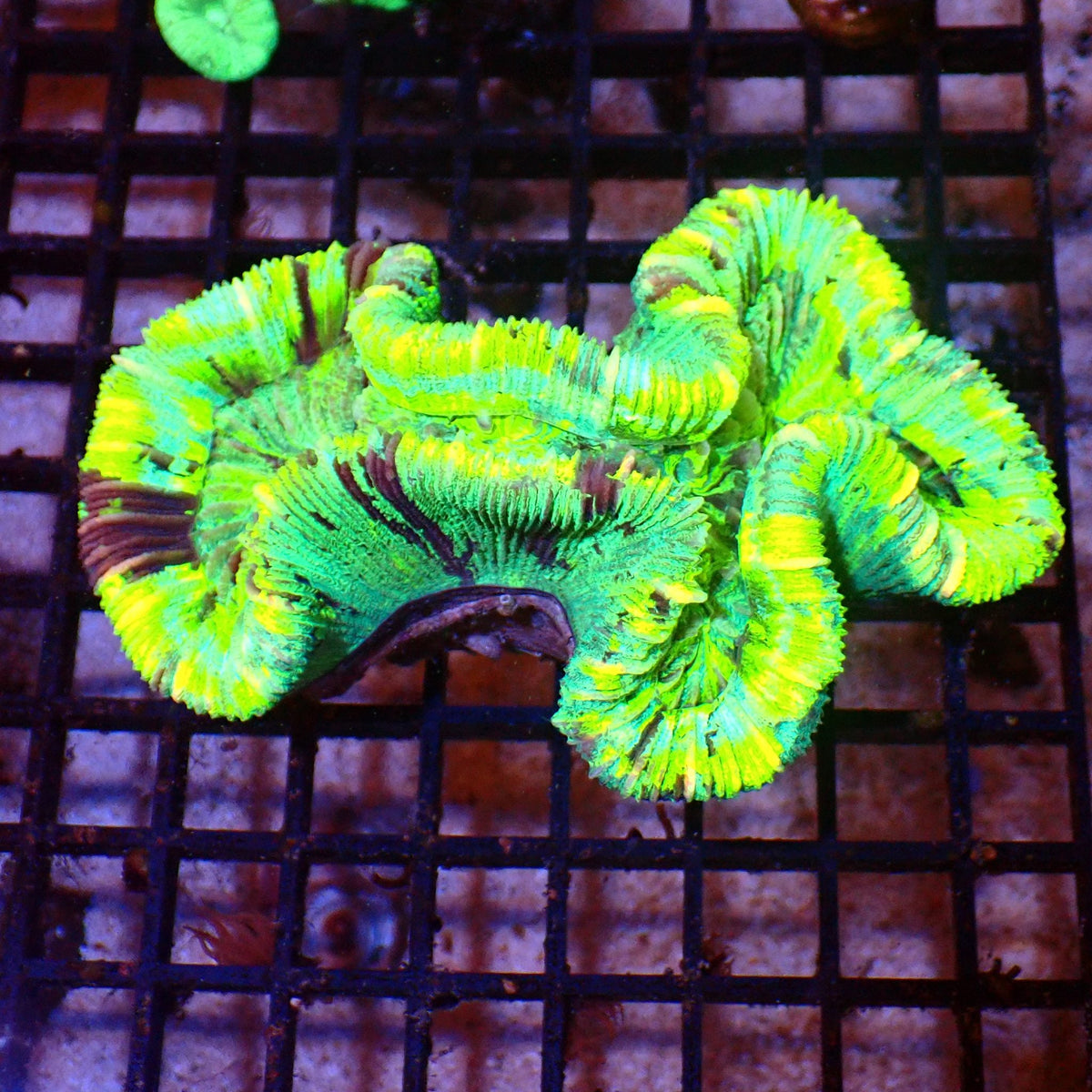 Trachyphyllia (Open Brain) AA018 | Trachyphyllia geoffroyi at ← Red Sea 15k