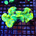Trachyphyllia (Open Brain) AA018 | Trachyphyllia geoffroyi — Red Sea 20K LED