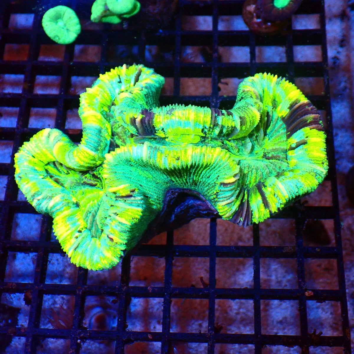 Trachyphyllia (Open Brain) AA018 | Trachyphyllia geoffroyi — Red Sea 20K LED