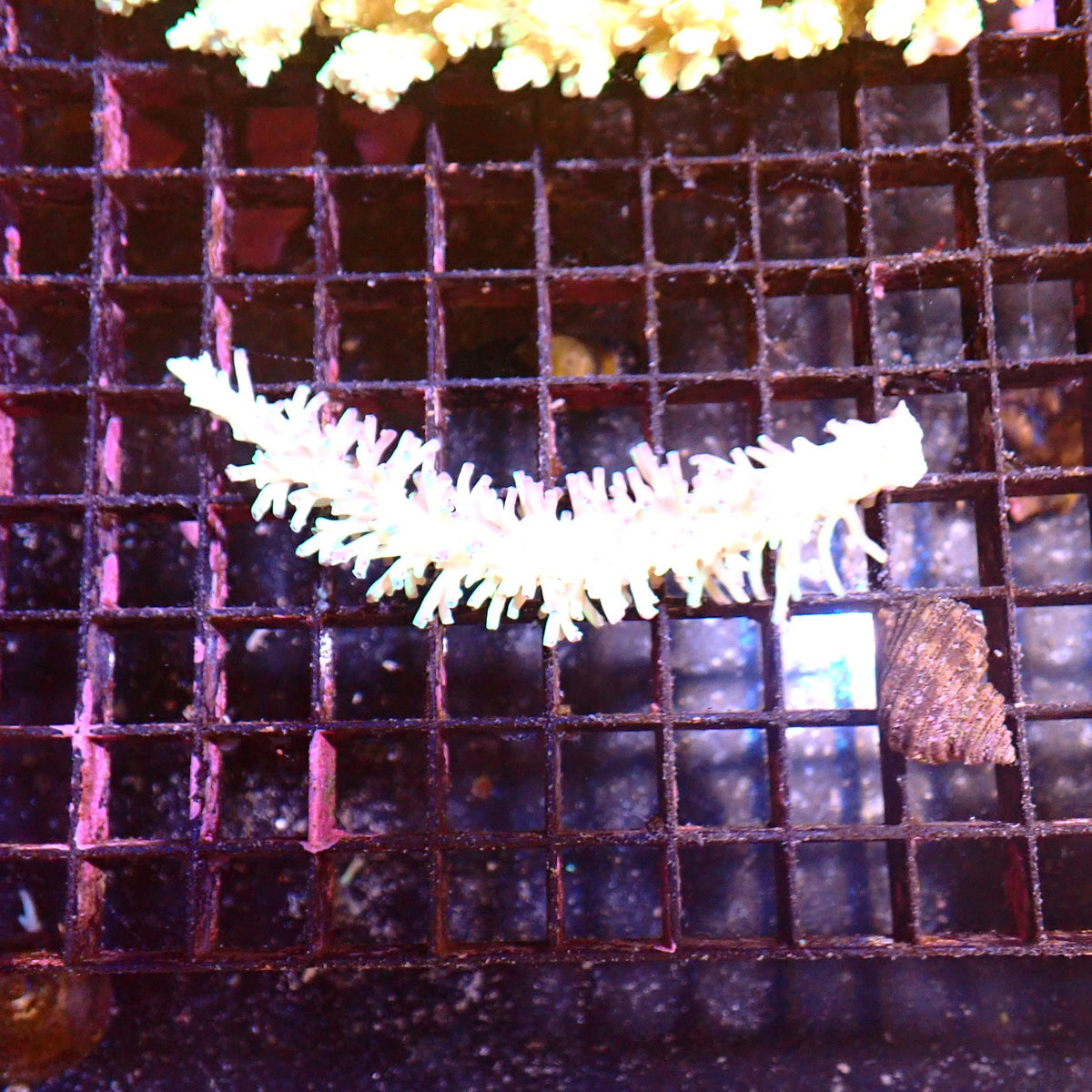 Acropora (SPS) AA043 | Acropora sp. at ← Red Sea 15k