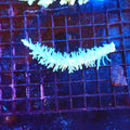 Acropora (SPS) AA043 | Acropora sp. - Red Sea 20K LED