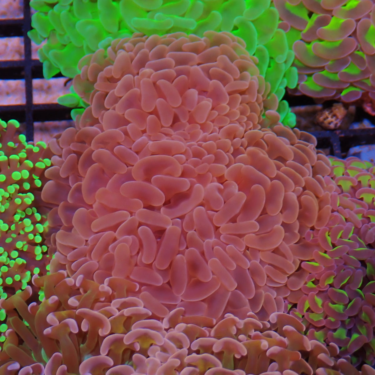 Euphyllia Ancora AA043 | Fimbriaphyllia ancora - Red Sea 15K