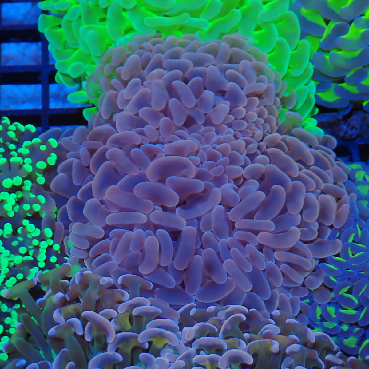 Euphyllia Ancora AA043 | Fimbriaphyllia ancora - Red Sea 20K LED