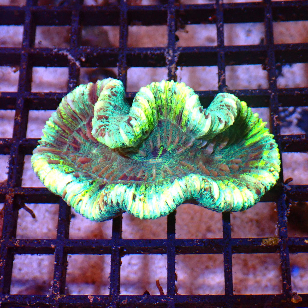 Trachyphyllia (Open Brain) AA019 | Trachyphyllia geoffroyi — Red Sea 15K