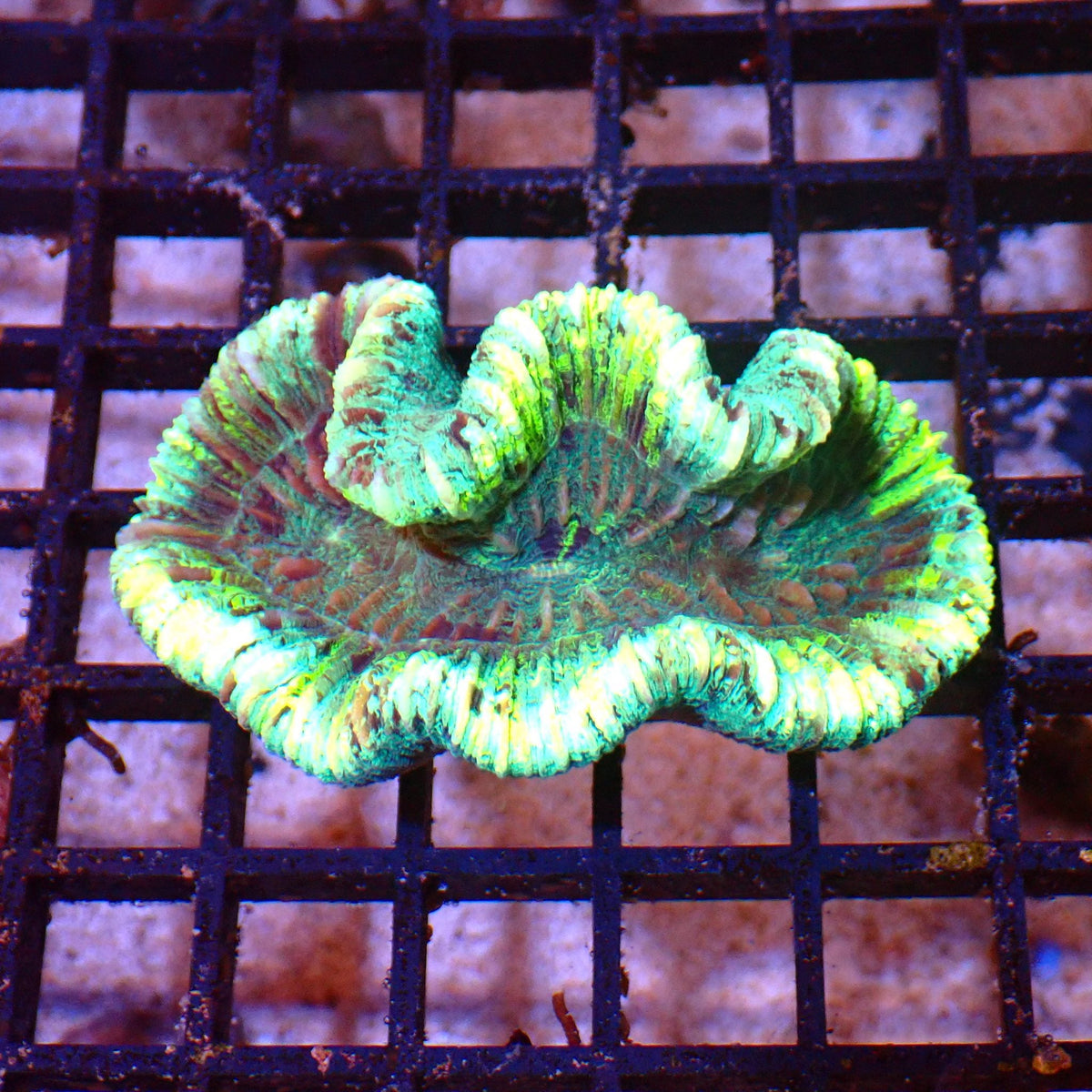 Trachyphyllia (Open Brain) AA019 | Trachyphyllia geoffroyi at ← Red Sea 15k