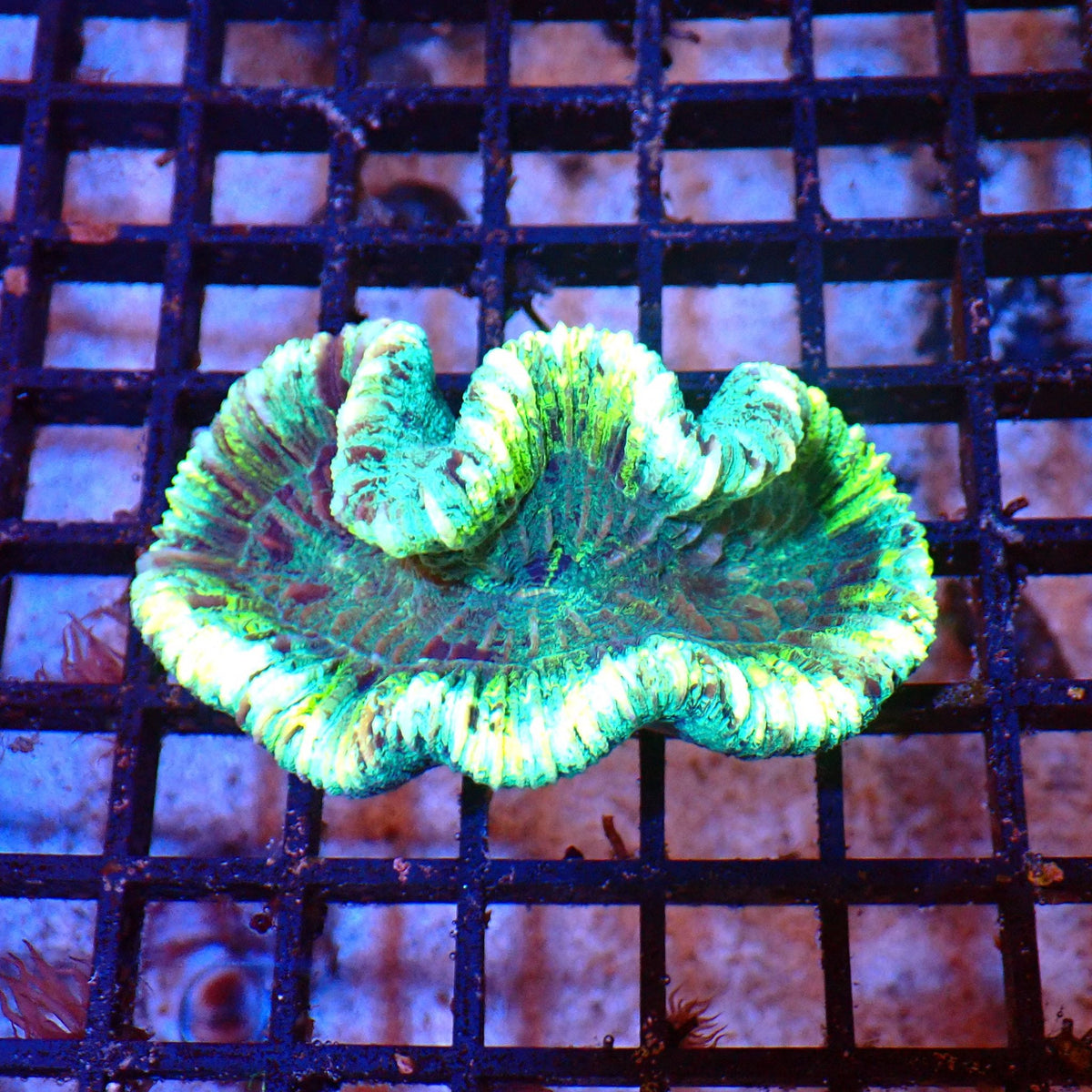 Trachyphyllia (Open Brain) AA019 | Trachyphyllia geoffroyi — Red Sea 20K LED