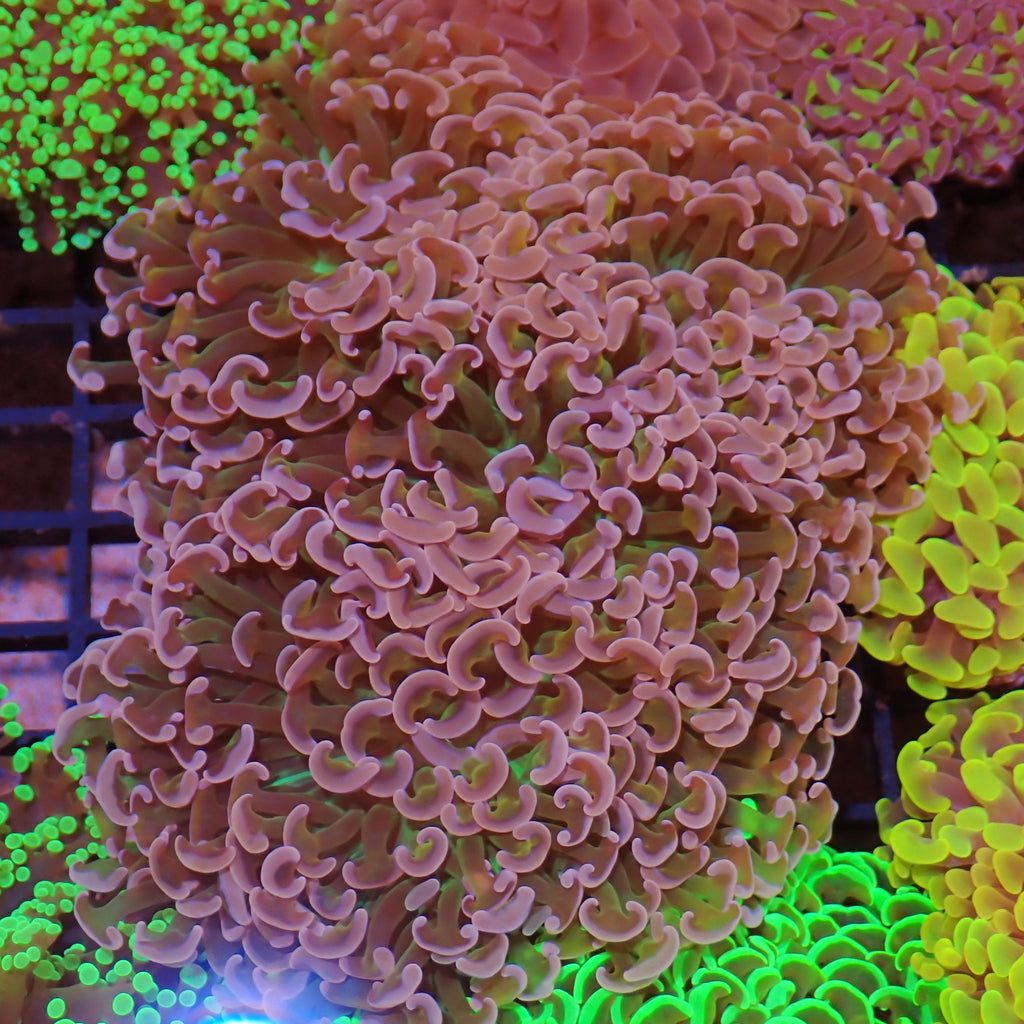 Euphyllia Ancora AA044 | Fimbriaphyllia ancora - Red Sea 15K