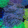 Euphyllia Ancora AA044 | Fimbriaphyllia ancora - Red Sea 20K LED