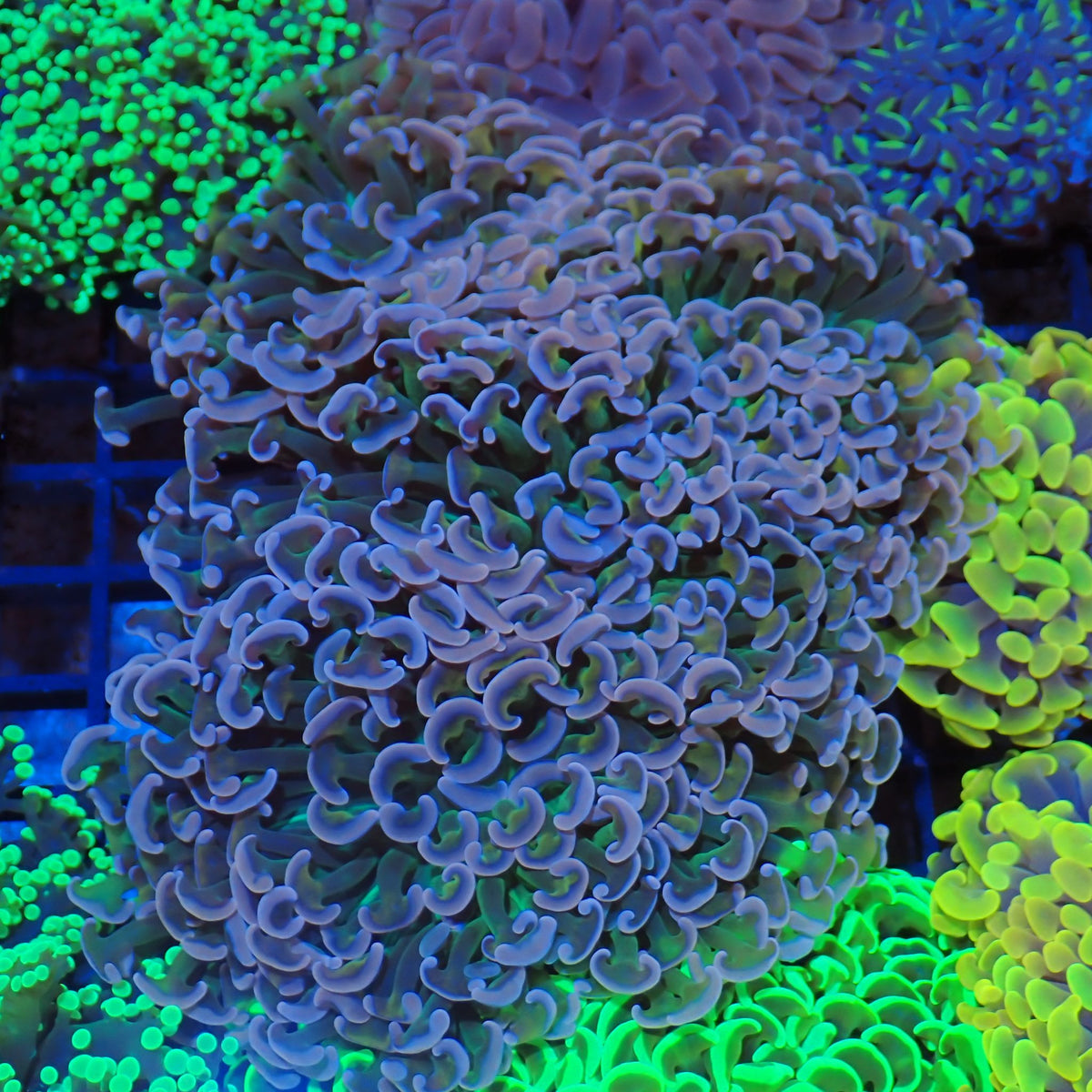 Euphyllia Ancora AA044 | Fimbriaphyllia ancora at Red Sea 20k →