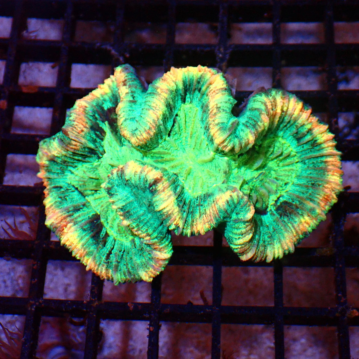 Trachyphyllia (Open Brain) AA020 | Trachyphyllia geoffroyi — Red Sea 15K
