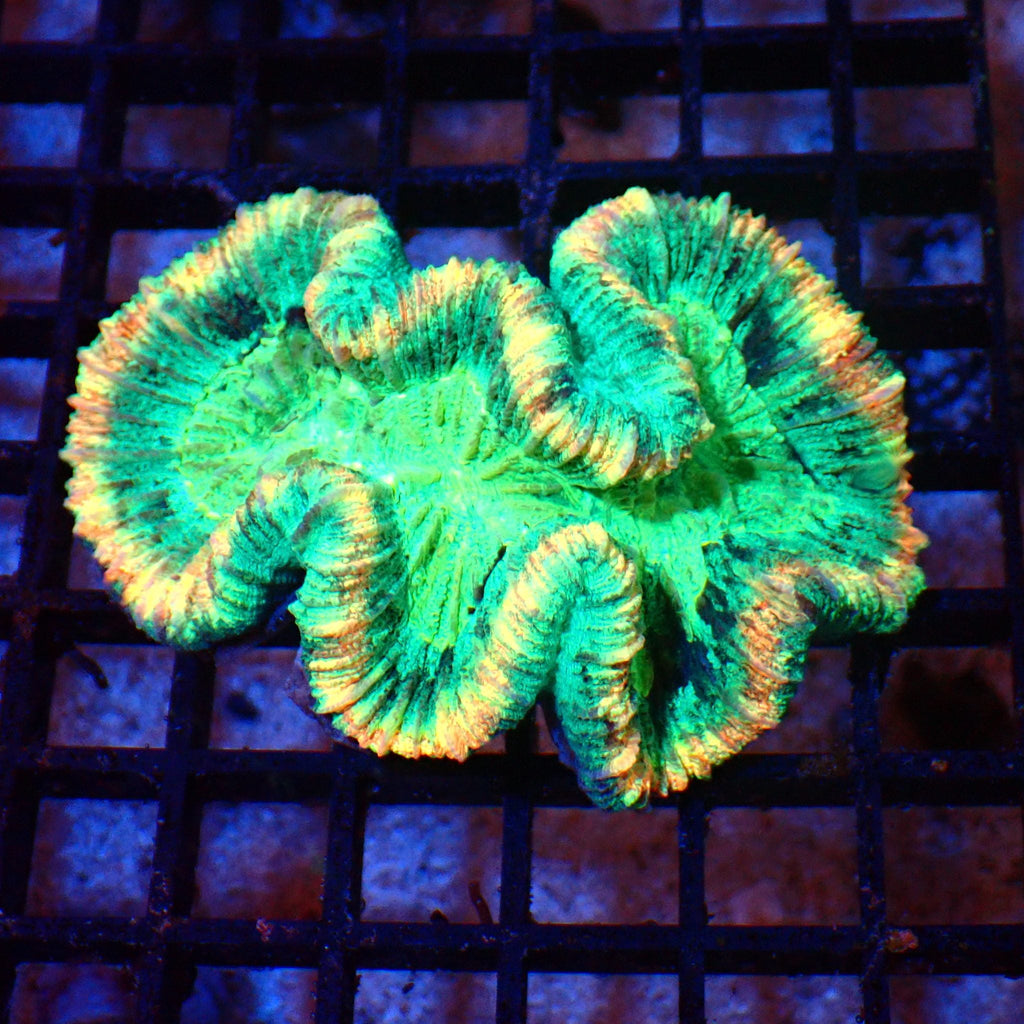 Trachyphyllia (Open Brain) AA020 | Trachyphyllia geoffroyi — Red Sea 20K LED