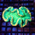 Trachyphyllia (Open Brain) AA020 | Trachyphyllia geoffroyi — Red Sea 20K LED