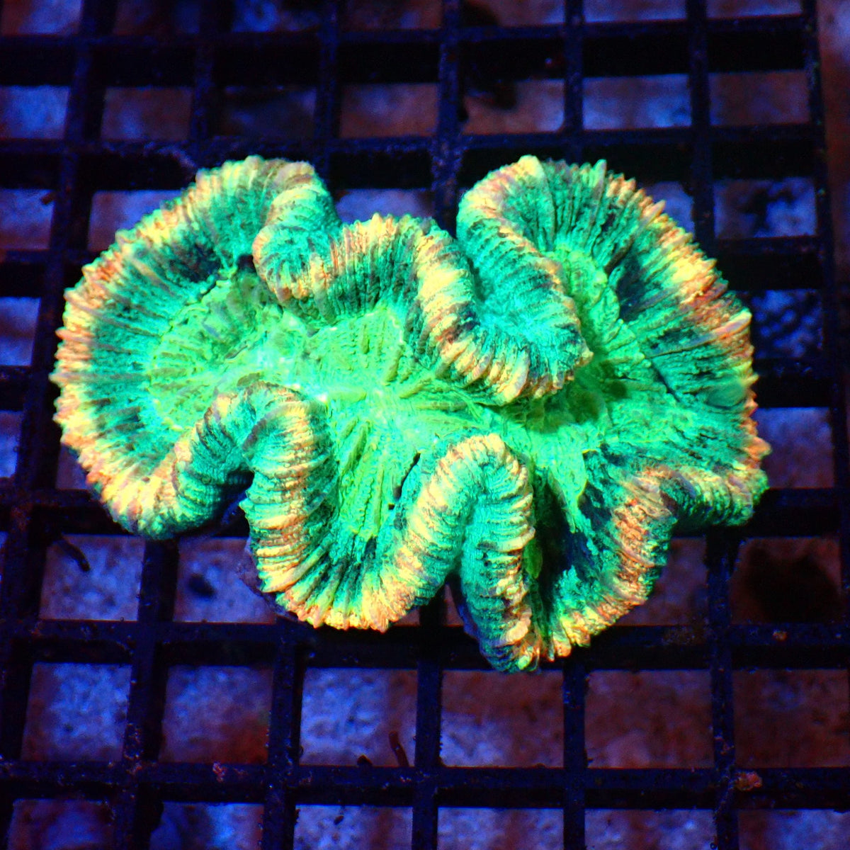 Trachyphyllia (Open Brain) AA020 | Trachyphyllia geoffroyi — Red Sea 20K LED
