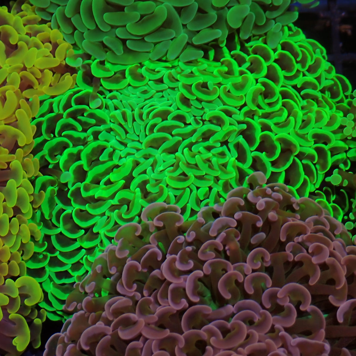 Euphyllia Ancora AA045 | Fimbriaphyllia ancora at ← Red Sea 15k