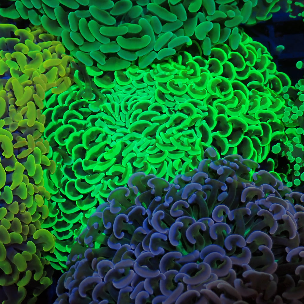 Euphyllia Ancora AA045 | Fimbriaphyllia ancora - Red Sea 20K LED