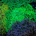 Euphyllia Ancora AA045 | Fimbriaphyllia ancora - Red Sea 20K LED