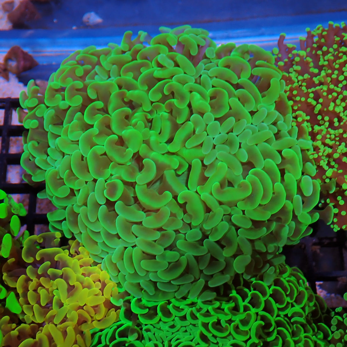 Euphyllia Ancora AA046 | Fimbriaphyllia ancora - Red Sea 15K