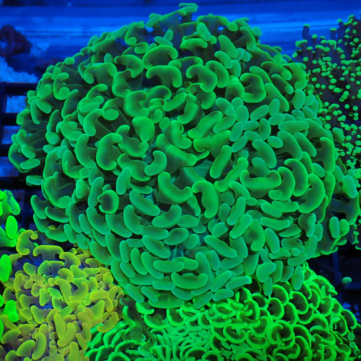 Euphyllia Ancora AA046 | Fimbriaphyllia ancora at Red Sea 20k →