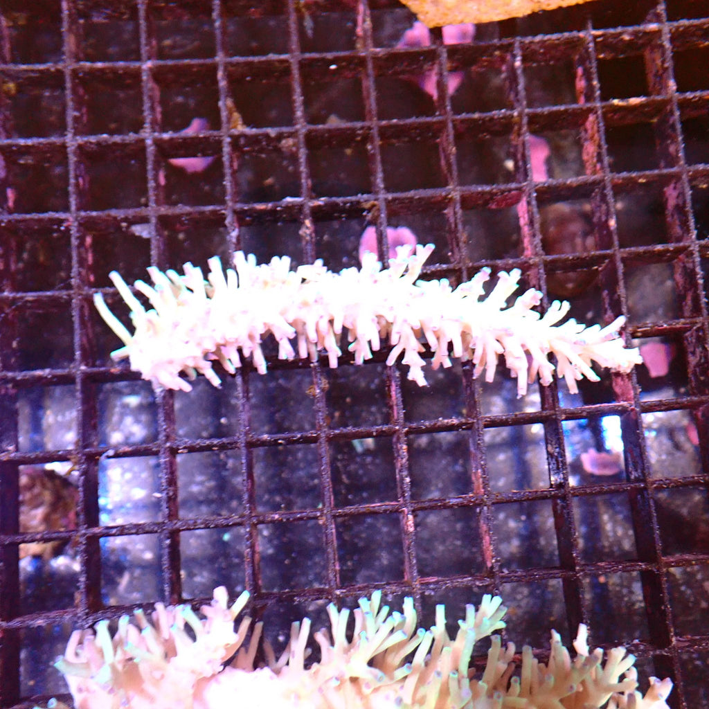 Acropora (SPS) AA047 | Acropora sp. - Red Sea 15K