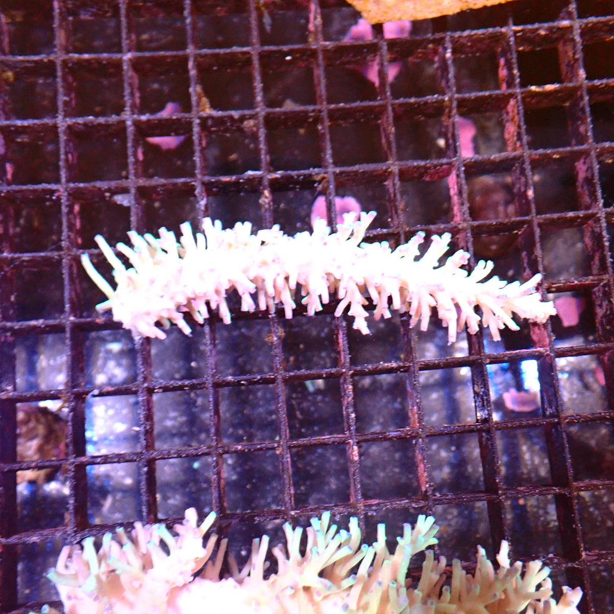 Acropora (SPS) AA047 | Acropora sp. at ← Red Sea 15k