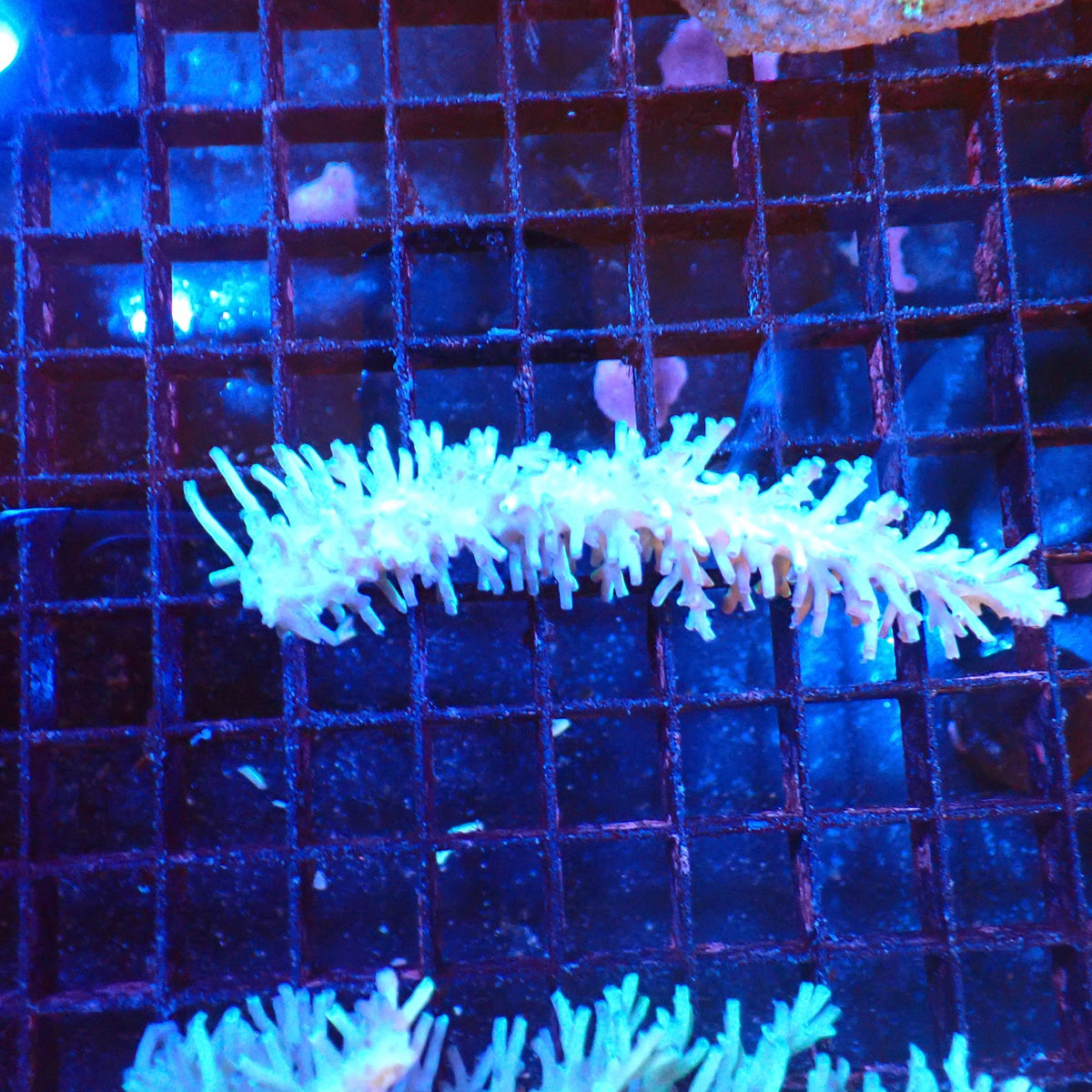 Acropora (SPS) AA047 | Acropora sp. at Red Sea 20k →