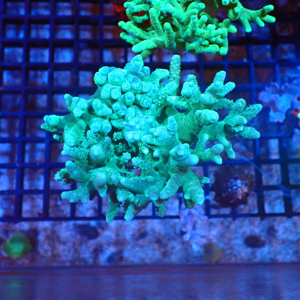 Kenya Tree / Finger Leather AA001 | Capnella sp. — Red Sea 20K LED