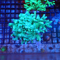 Kenya Tree / Finger Leather AA001 | Capnella sp. — Red Sea 20K LED