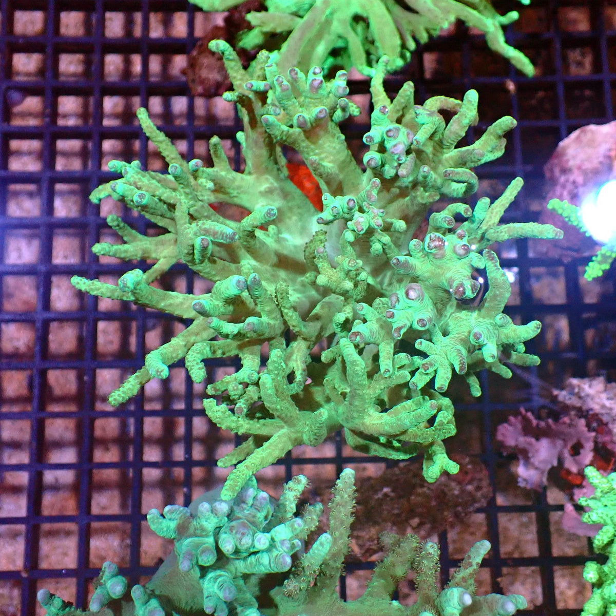 Kenya Tree / Finger Leather AA002 | Capnella sp. at ← Red Sea 15k