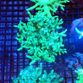 Kenya Tree / Finger Leather AA002 | Capnella sp. — Red Sea 20K LED