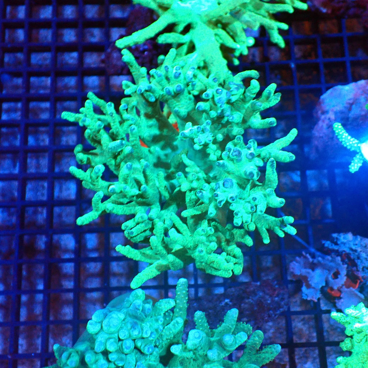 Kenya Tree / Finger Leather AA002 | Capnella sp. — Red Sea 20K LED