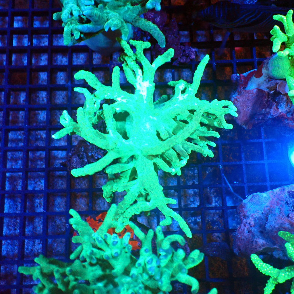Kenya Tree / Finger Leather AA003 | Capnella sp. — Red Sea 20K LED