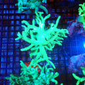 Kenya Tree / Finger Leather AA003 | Capnella sp. — Red Sea 20K LED