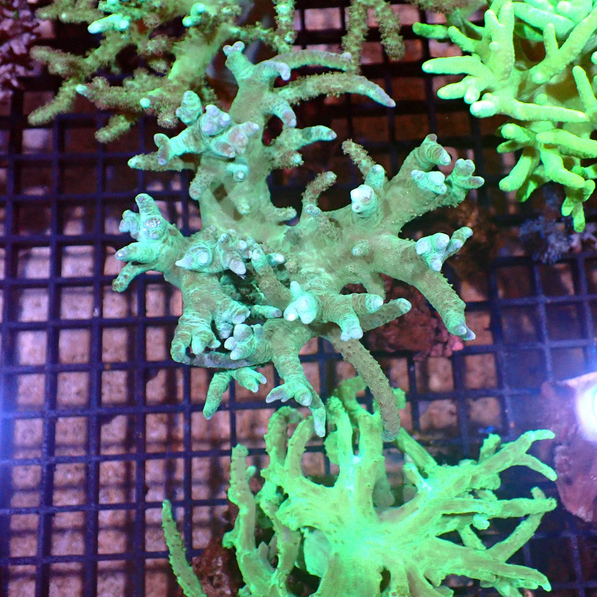 Kenya Tree / Finger Leather AA004 | Capnella sp. — Red Sea 15K