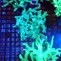 Kenya Tree / Finger Leather AA004 | Capnella sp. — Red Sea 20K LED