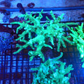 Kenya Tree / Finger Leather AA005 | Capnella sp. — Red Sea 20K LED