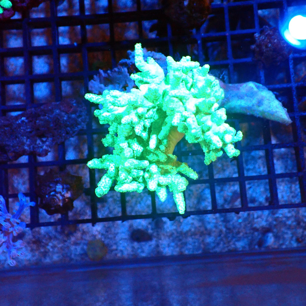 Kenya Tree / Finger Leather AA006 | Capnella sp. — Red Sea 20K LED