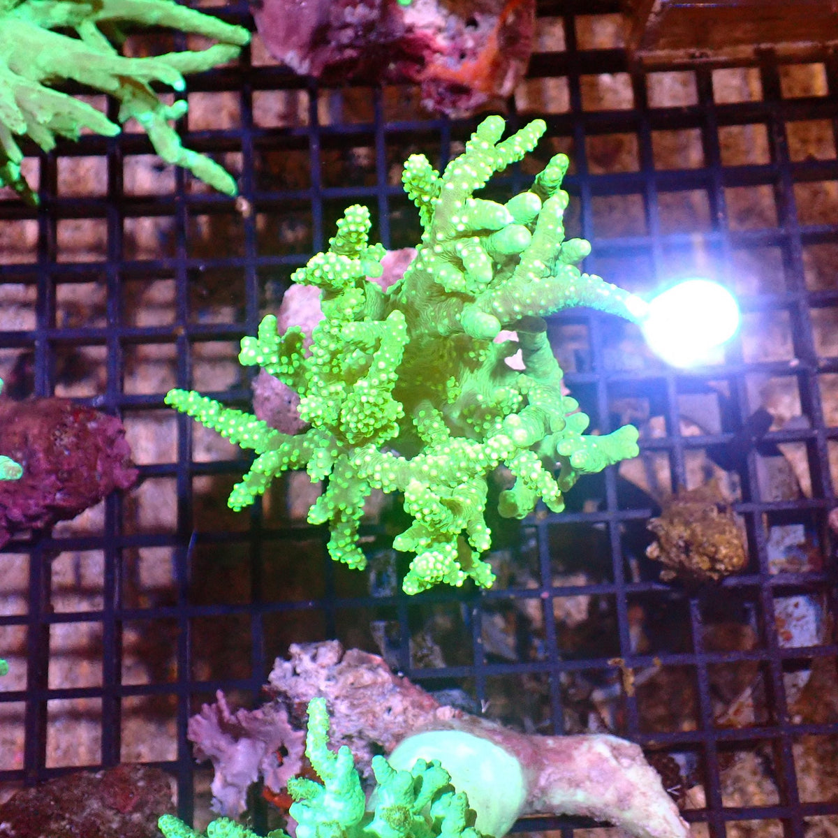 Kenya Tree / Finger Leather AA007 | Capnella sp. — Red Sea 15K