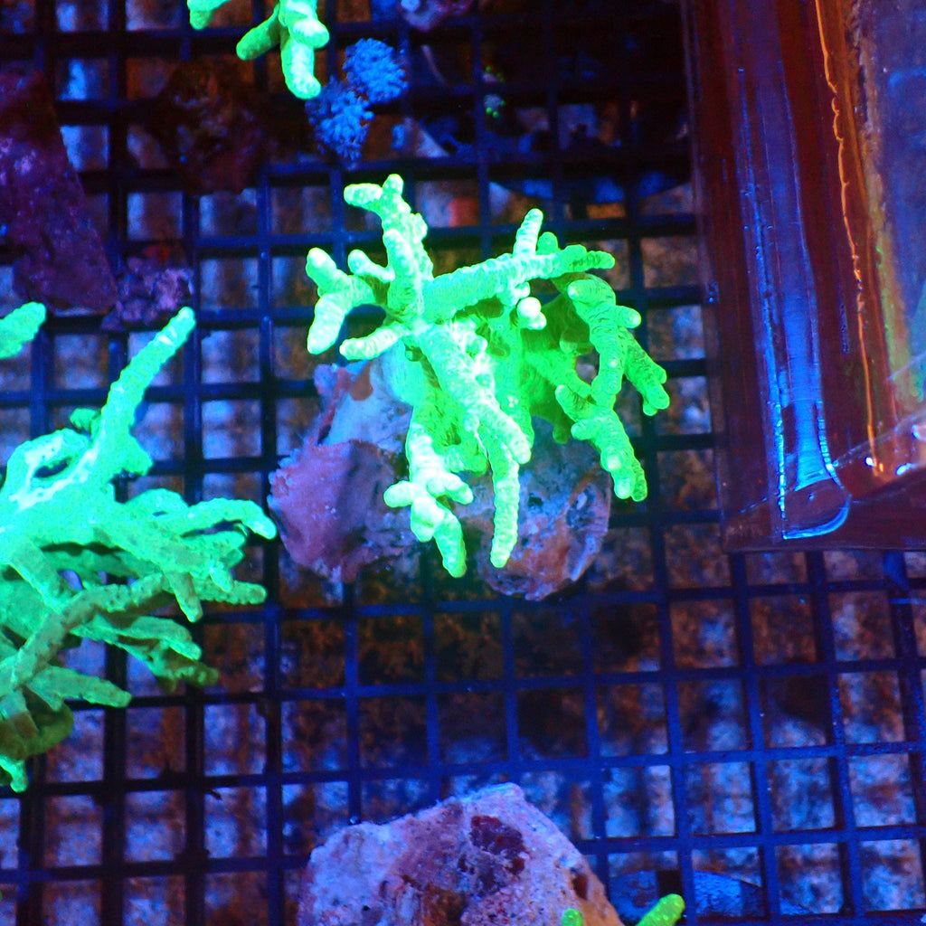 Kenya Tree / Finger Leather AA008 | Capnella sp. — Red Sea 20K LED