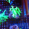 Kenya Tree / Finger Leather AA008 | Capnella sp. — Red Sea 20K LED