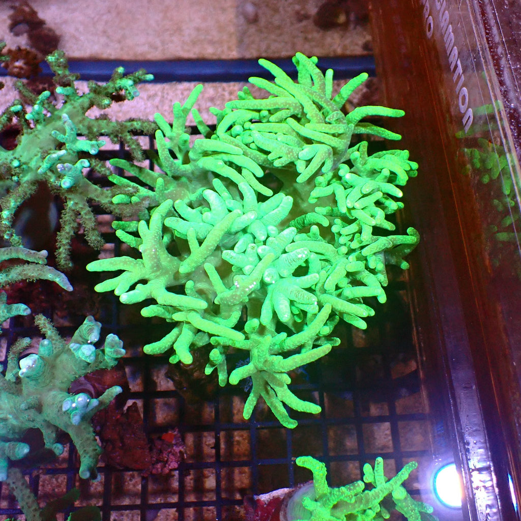 Kenya Tree / Finger Leather AA009 | Capnella sp. — Red Sea 15K