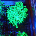 Kenya Tree / Finger Leather AA009 | Capnella sp. — Red Sea 20K LED